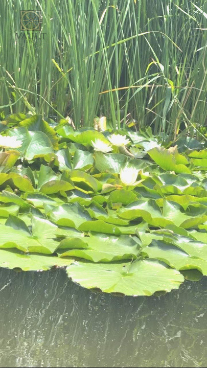 Teren - Snagov -900MP