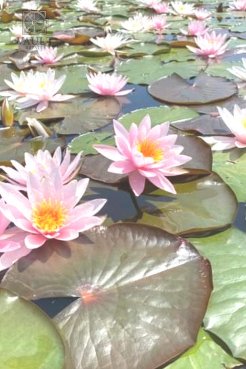 Teren - Snagov -900MP